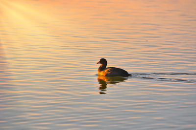 Close-up of swan swimming in lake