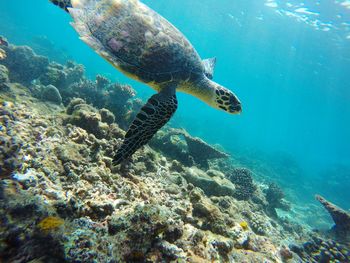 Close-up of turtle swimming in sea