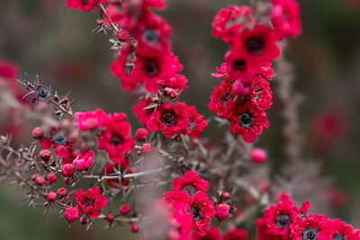 Close-up of red flowering plant