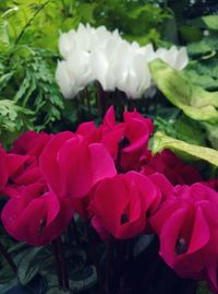 Close-up of pink rose