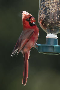 Close-up of bird perching on feeder