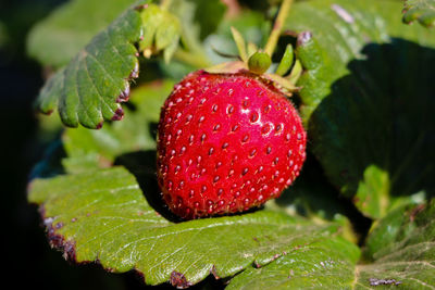 Close-up of strawberry on plant