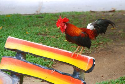 Close-up of rooster