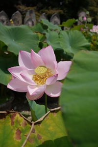 Close-up of pink water lily