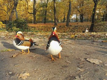 Ducks on riverbank