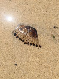 Close-up of crab on sand