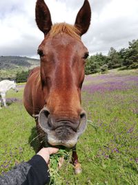 Close-up of a horse on field