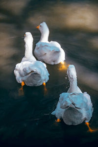 Swan swimming in lake