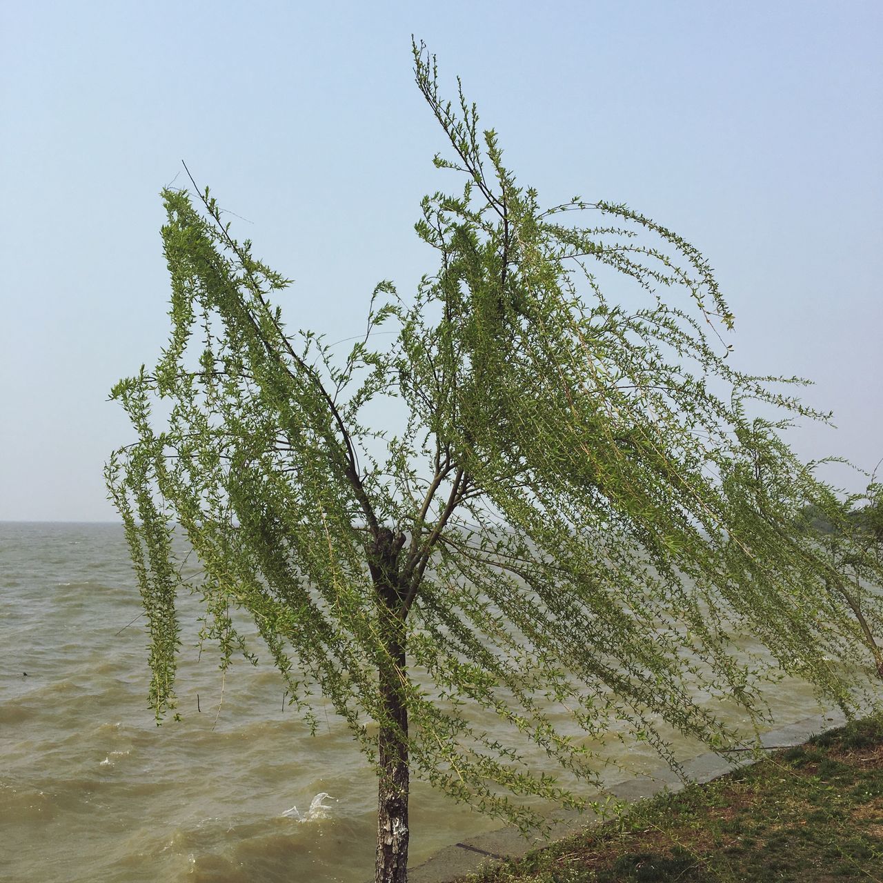 nature, water, tree, clear sky, sea, growth, beauty in nature, sky, no people, scenics, tranquility, outdoors, horizon over water, beach, day, tranquil scene, close-up