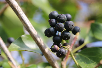 Close-up of grapes growing on plant