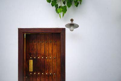 Potted plant on door of building