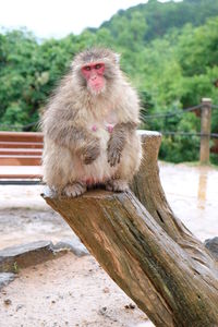 Monkey sitting on wood against trees