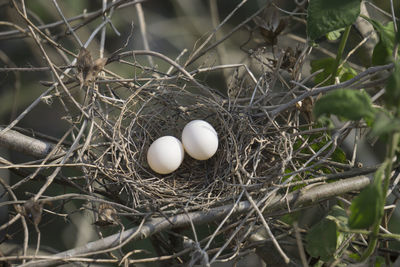 Close-up of eggs in bird's nest