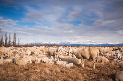 Flock of sheep on field against cloudy sky