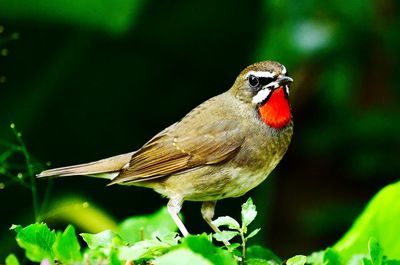 Close-up of bird perching on leaf