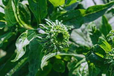 Close-up of flowering plant