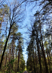 Low angle view of trees in forest against sky