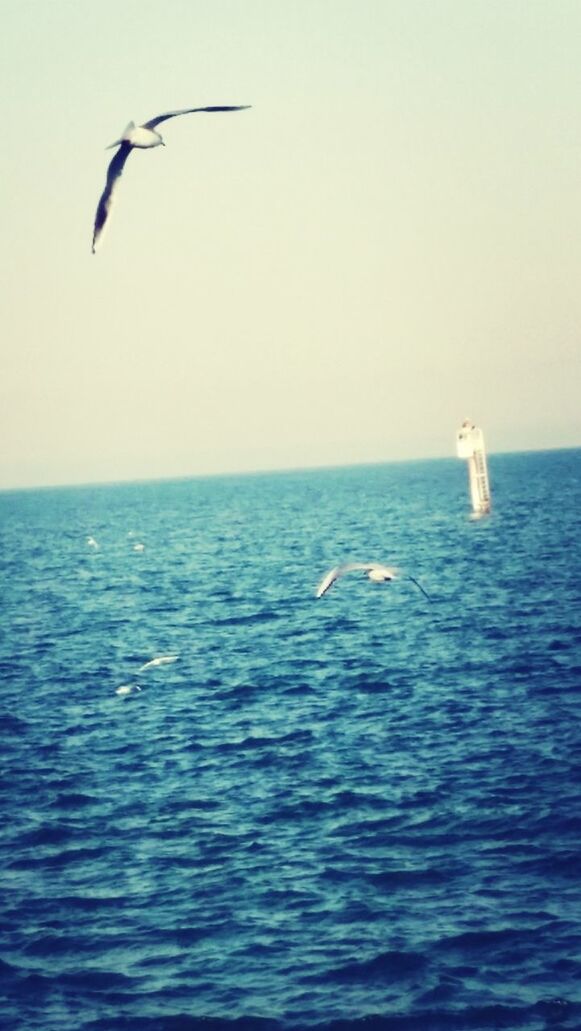 SEAGULL FLYING ABOVE SEA