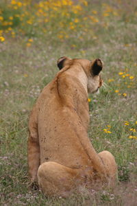 Closeup portrait of a wild lion panthera leo resting inside the ngorongoro crater in tanzania.