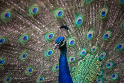 peacock