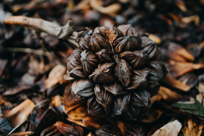 Close-up of pine cone on field