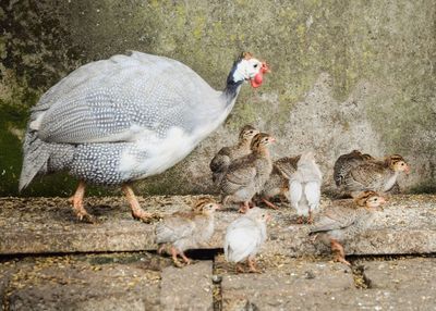 High angle view of birds on footpath
