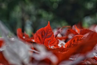 Close-up of maple leaf during autumn