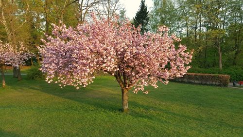 Flower trees against sky