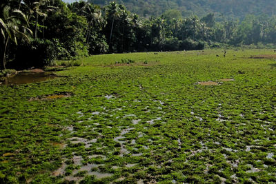 Scenic view of grassy field