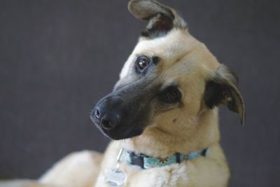 Close-up portrait of dog