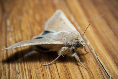 Close-up of insect on wood