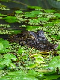 High angle view of turtle in lake