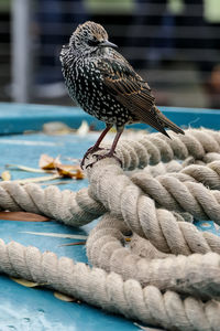 Close-up of a bird perching on a barge