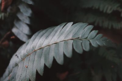 Close-up of leaves against blurred background