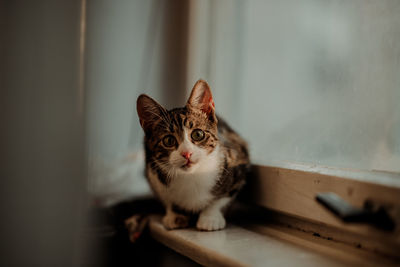 Portrait of cat sitting on floor at home