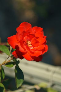 Close-up of red rose blooming outdoors