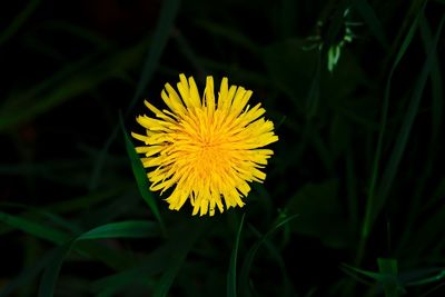 flowering plant