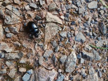 Close-up of a beatle on ground