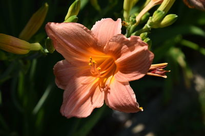 Close-up of day lily