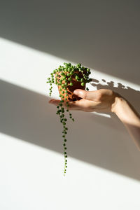 Female hand holding small terracotta pot with senecio rowleyanus. sunlight. hobby, houseplant