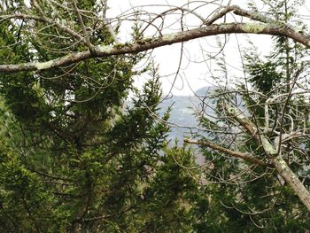 Low angle view of trees in forest