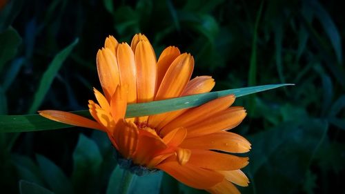 Close-up of orange flower