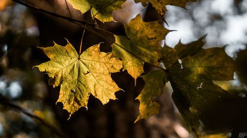 Close-up of maple leaves