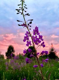 Close-up of pink flowering plant on field against sky