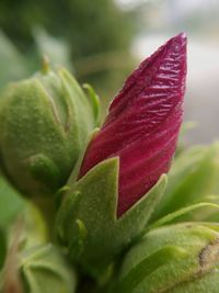 Close-up of red flower