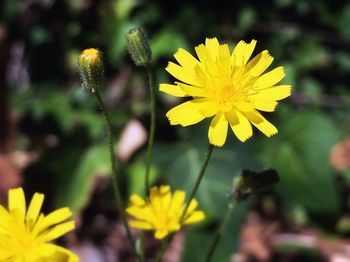 Close-up of yellow flower