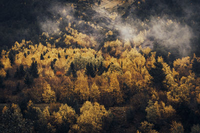 Spain, catalonia, autumn forest in aiguestortes i estany de sant maurici national park