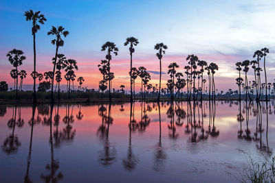 Silhouette palm trees by lake against sky during sunset