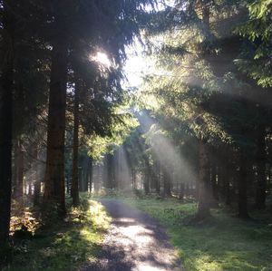 Trees in forest