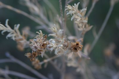 Close-up of white flowering plant